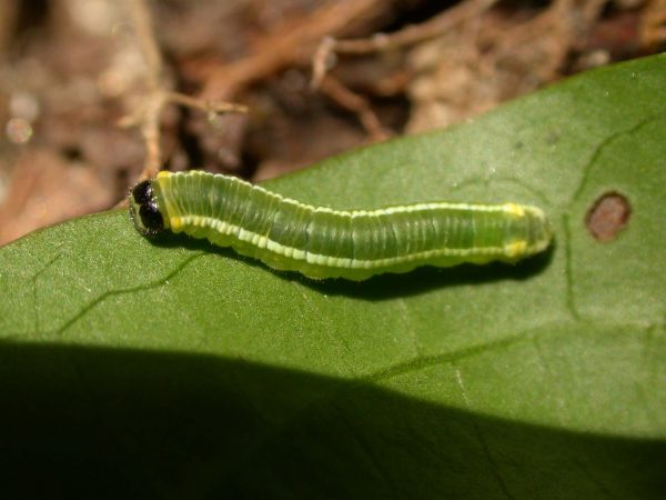 Pteronymia serrata 4th instar, KRW-153