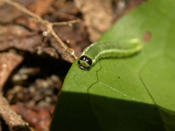 Pteronymia serrata 4th instar, KRW-153