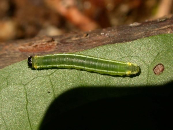 Pteronymia serrata 4th instar, KRW-153