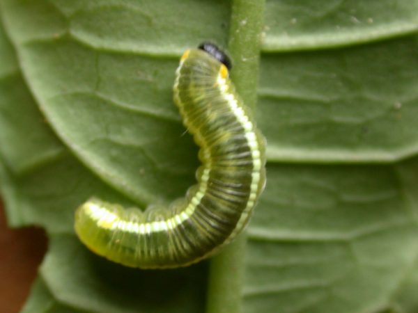Pteronymia serrata 4th instar, KRW-154-2