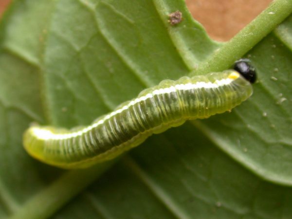 Pteronymia serrata 4th instar, KRW-154-2