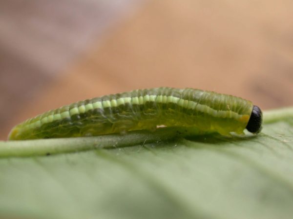 Pteronymia serrata 4th instar, KRW-154-2
