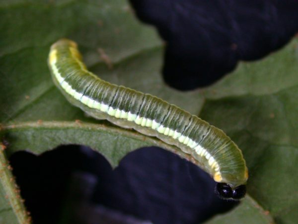 Pteronymia serrata 4th instar, KRW-82