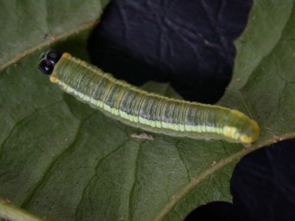 Pteronymia serrata 4th instar, KRW-82