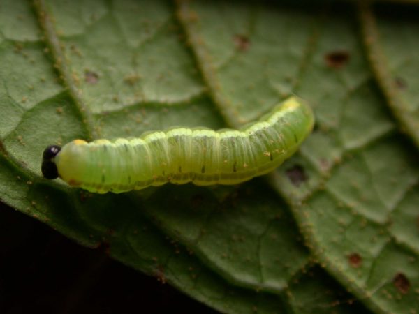 Pteronymia serrata 4th instar, KRW-82