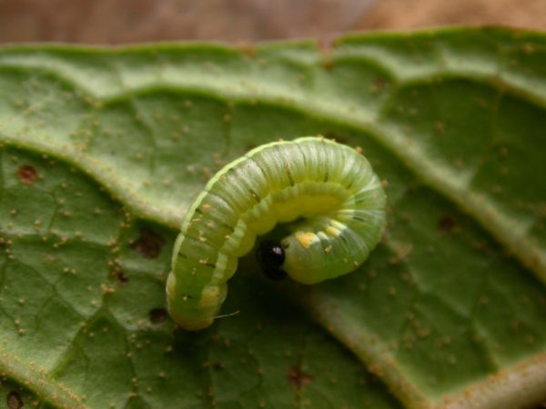 Pteronymia serrata 4th instar, KRW-82