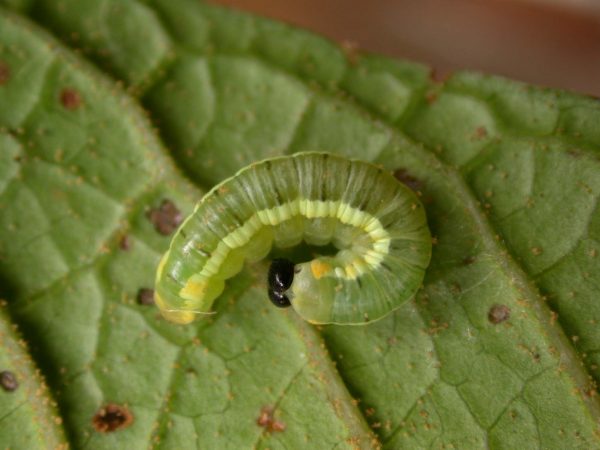 Pteronymia serrata 4th instar, KRW-82