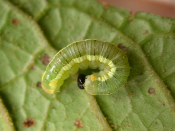 Pteronymia serrata 4th instar, KRW-82