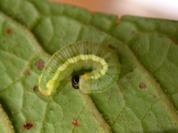 Pteronymia serrata 4th instar, KRW-82