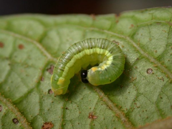 Pteronymia serrata 4th instar, KRW-82