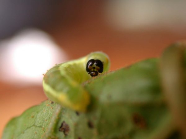 Pteronymia serrata 4th instar, KRW-82