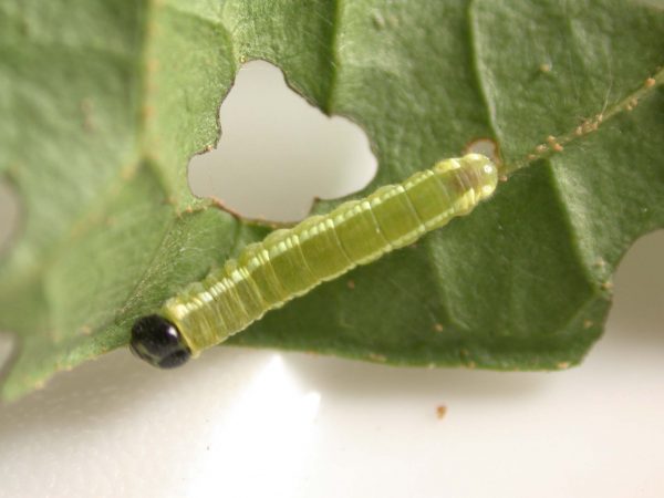 Pteronymia serrata 4th instar, KRW-82