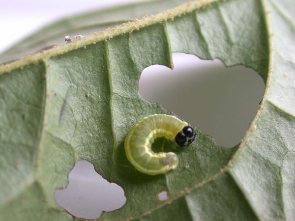 Pteronymia serrata 4th instar, KRW-82