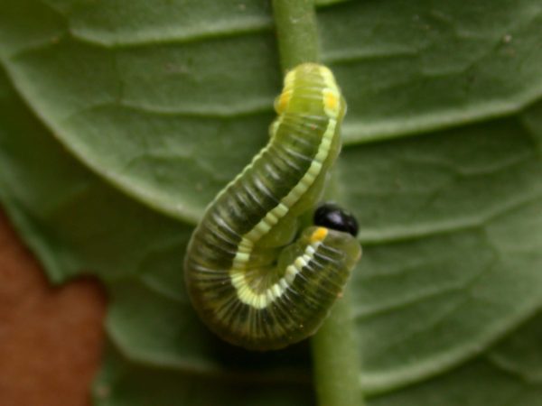 Pteronymia serrata 4th instar, KW-154