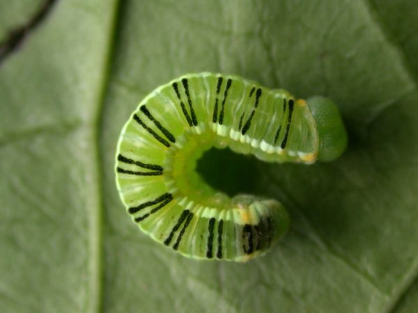 Pteronymia serrata 5th instar, KRW-149