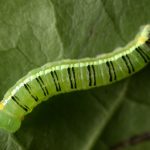 Pteronymia serrata 5th instar, KRW-149