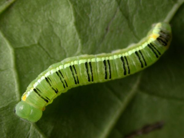 Pteronymia serrata 5th instar, KRW-149