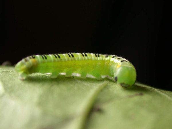 Pteronymia serrata 5th instar, KRW-149
