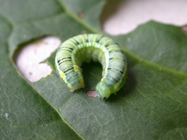 Pteronymia serrata 5th instar, KRW-153