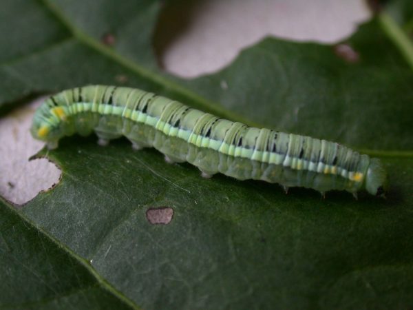 Pteronymia serrata 5th instar, KRW-153
