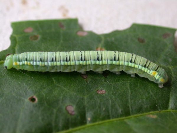 Pteronymia serrata 5th instar, KRW-153