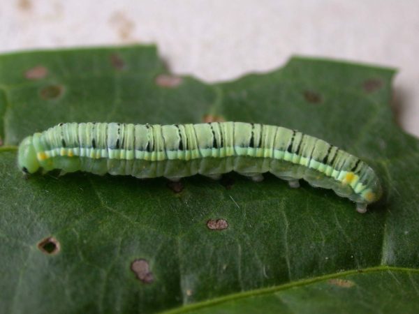 Pteronymia serrata 5th instar, KRW-153