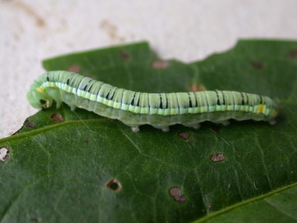 Pteronymia serrata 5th instar, KRW-153