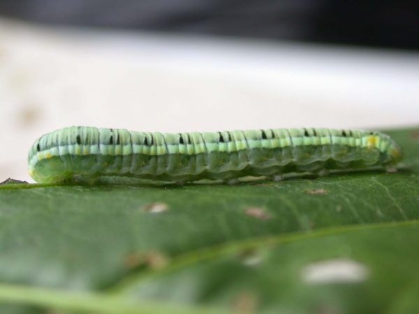 Pteronymia serrata 5th instar, KRW-153