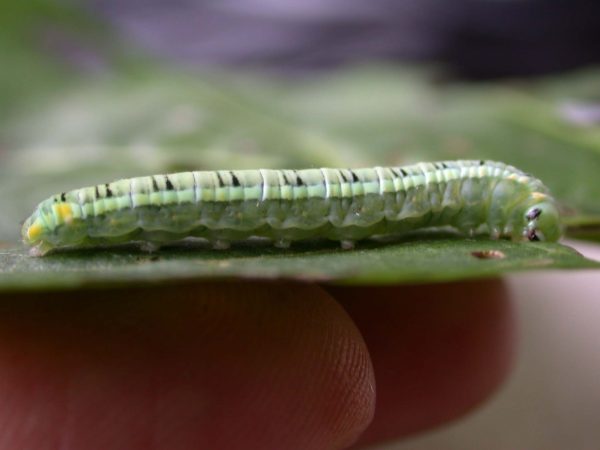 Pteronymia serrata 5th instar, KRW-153