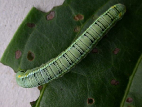 Pteronymia serrata 5th instar, KRW-153