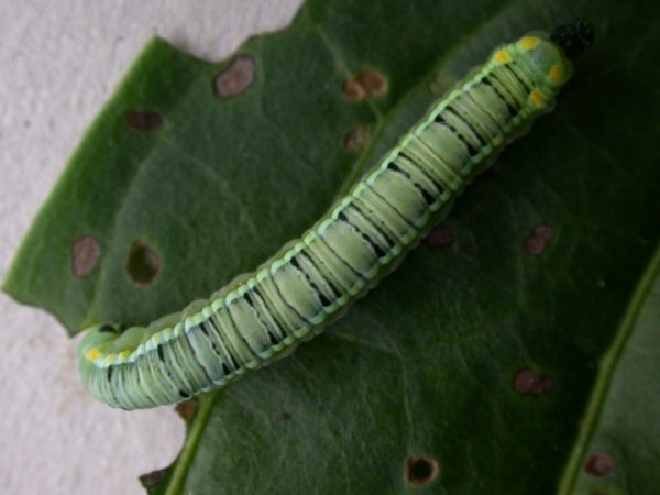 Pteronymia serrata 5th instar, KRW-153