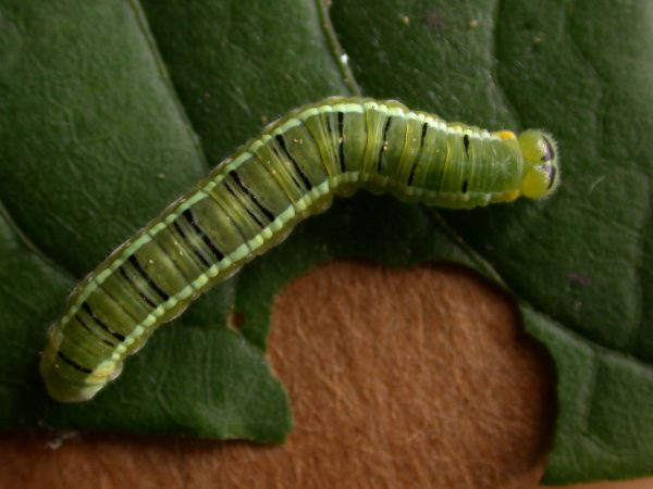 Pteronymia serrata 5th instar, KRW-154-2