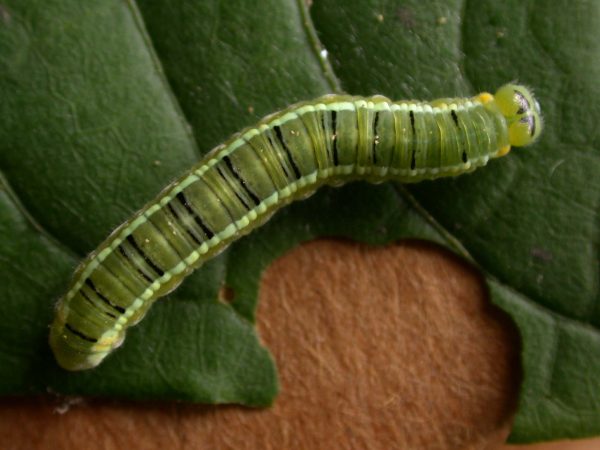 Pteronymia serrata 5th instar, KRW-154-2