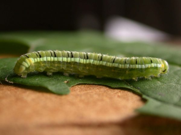 Pteronymia serrata 5th instar, KRW-154-2