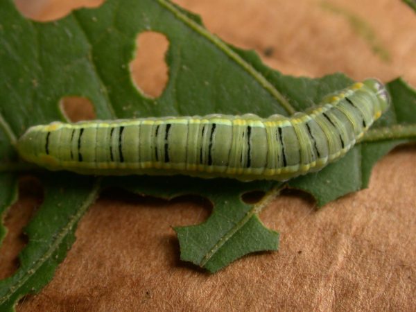 Pteronymia serrata 5th instar, KRW-154-2