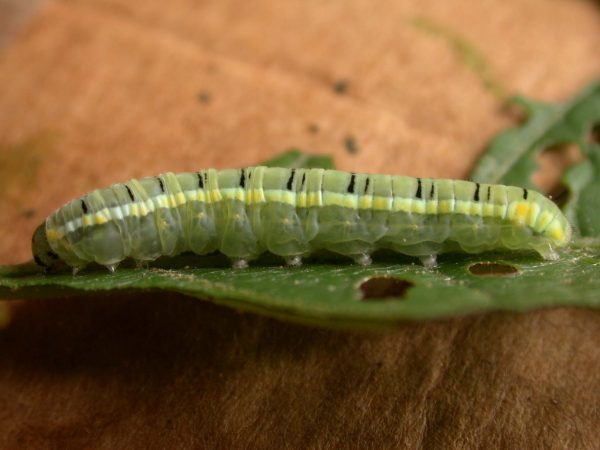 Pteronymia serrata 5th instar, KRW-154-2