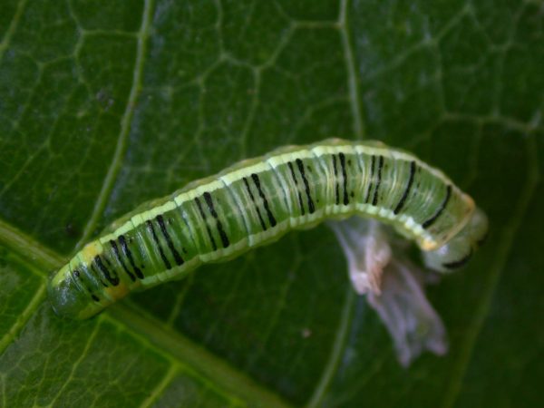 Pteronymia serrata 5th instar, KRW-24