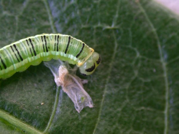 Pteronymia serrata 5th instar, KRW-24
