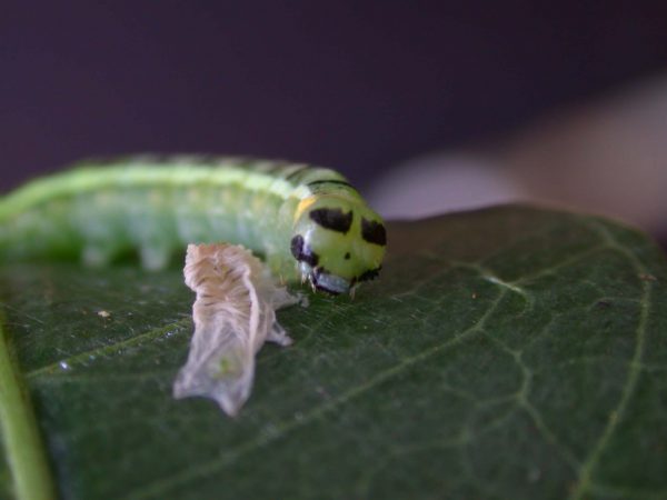 Pteronymia serrata 5th instar, KRW-24