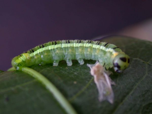 Pteronymia serrata 5th instar, KRW-24