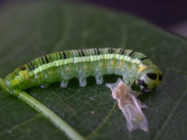 Pteronymia serrata 5th instar, KRW-24