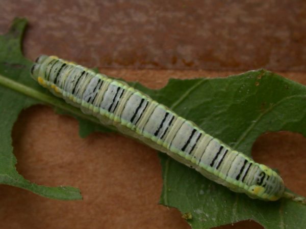 Pteronymia serrata 5th instar, KRW-24