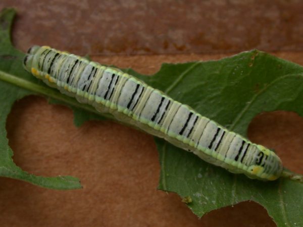 Pteronymia serrata 5th instar, KRW-24