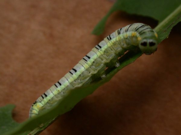 Pteronymia serrata 5th instar, KRW-24