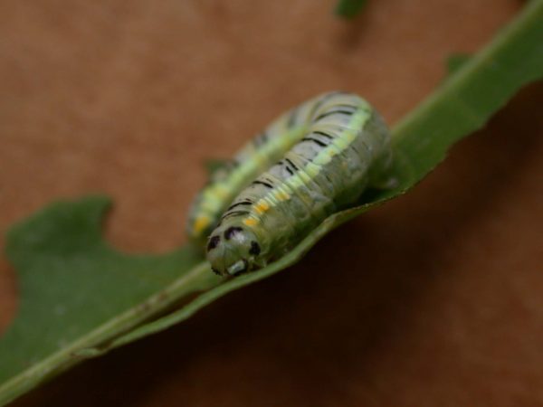 Pteronymia serrata 5th instar, KRW-24