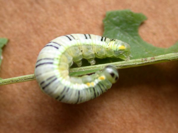 Pteronymia serrata 5th instar, KRW-24