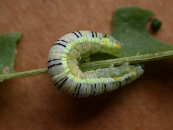 Pteronymia serrata 5th instar, KRW-24