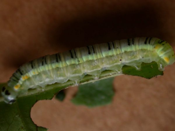 Pteronymia serrata 5th instar, KRW-24