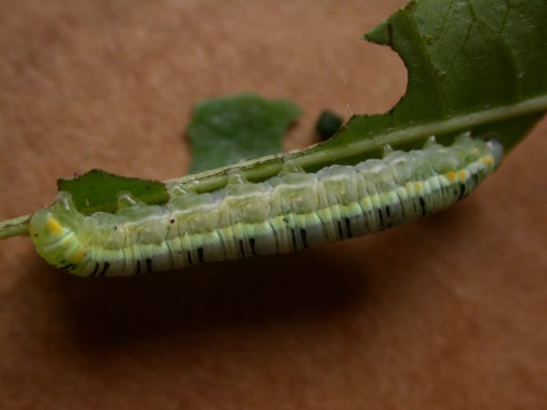 Pteronymia serrata 5th instar, KRW-24
