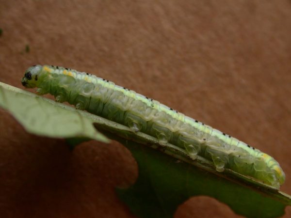 Pteronymia serrata 5th instar, KRW-24